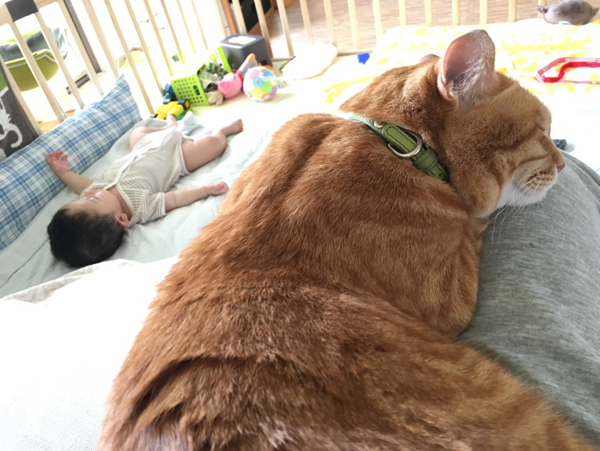 654.小さい子お散歩大好き猫ブログ