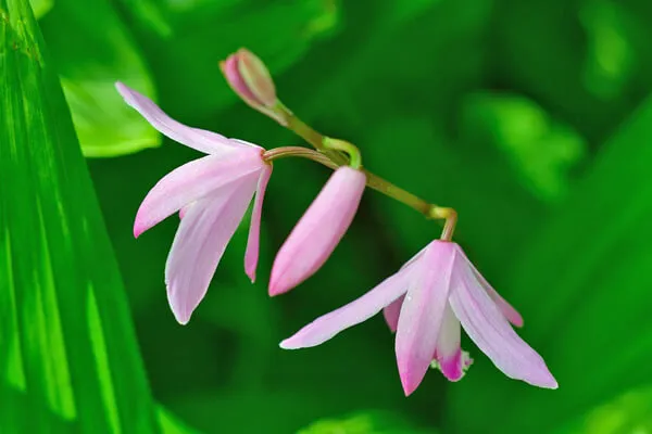 シランの花言葉名前の由来花言葉・誕生花HanaPrime ハナプライム