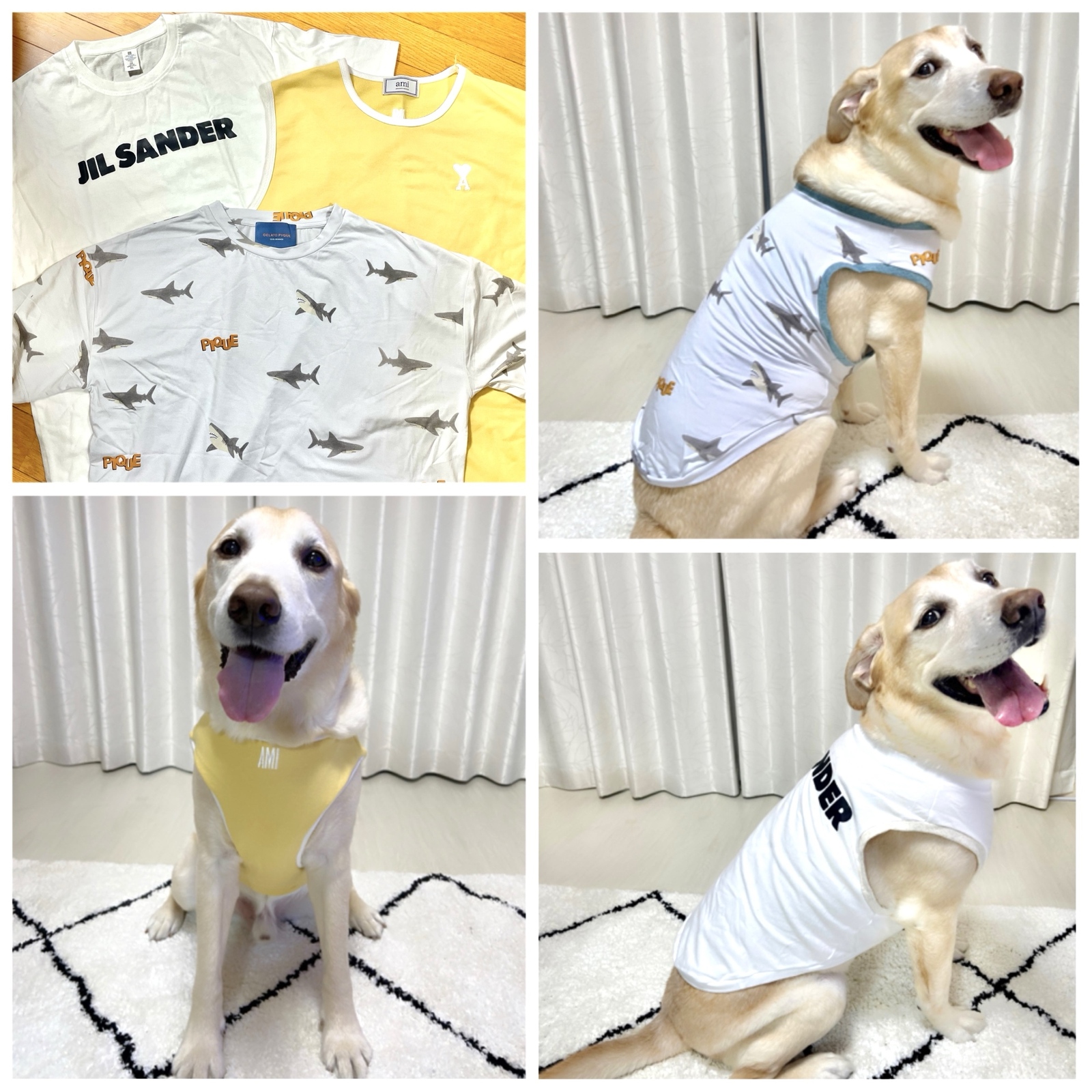 犬服おしゃれな女の子用！安いと人気でかわいい服のおすすめランキングキテミヨ-kitemiyo