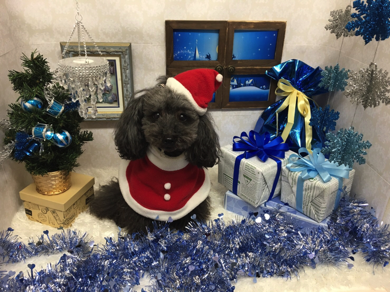 クリスマスフォト好評のフォトブースで思い出つくり！！マルワンBLOGペットショップ マルワン 小さめ子犬 美形な子猫初心者安心のサポート